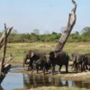 Udawalawe National Park